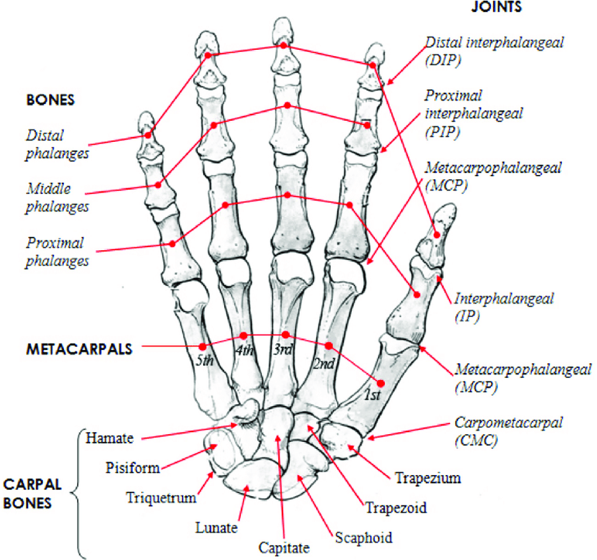 Applied Anatomy