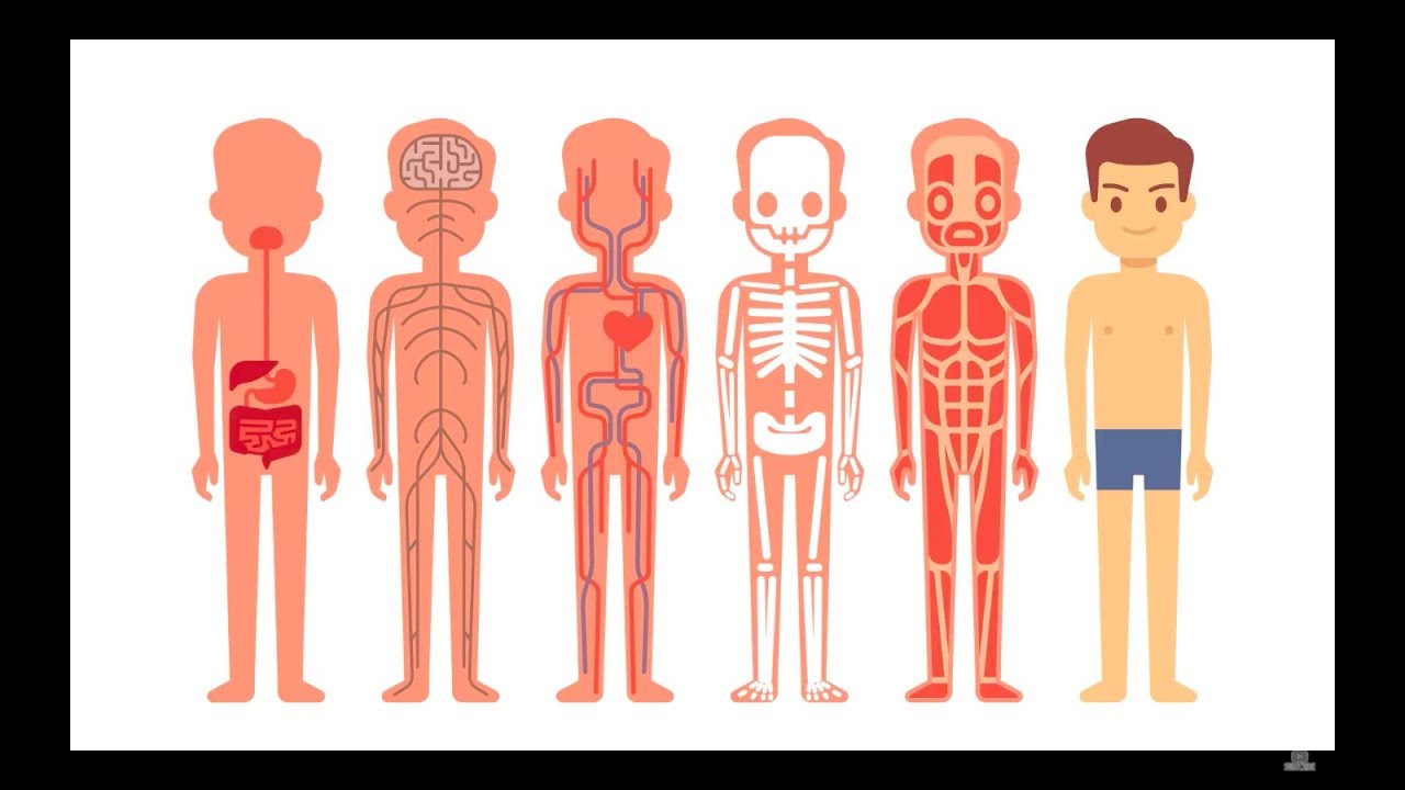 Anatomy and Physiology II