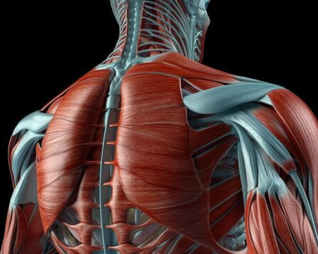 ODL Functional & Applied Anatomy of Musculoskeletal System I