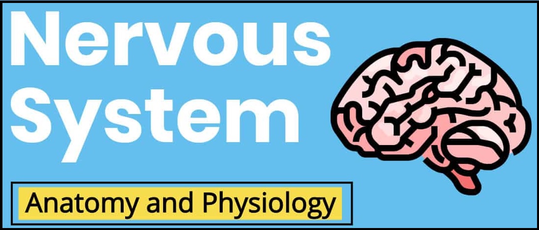 Applied Anatomy and Physiology in Neurology