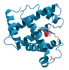 Human Biochemistry I