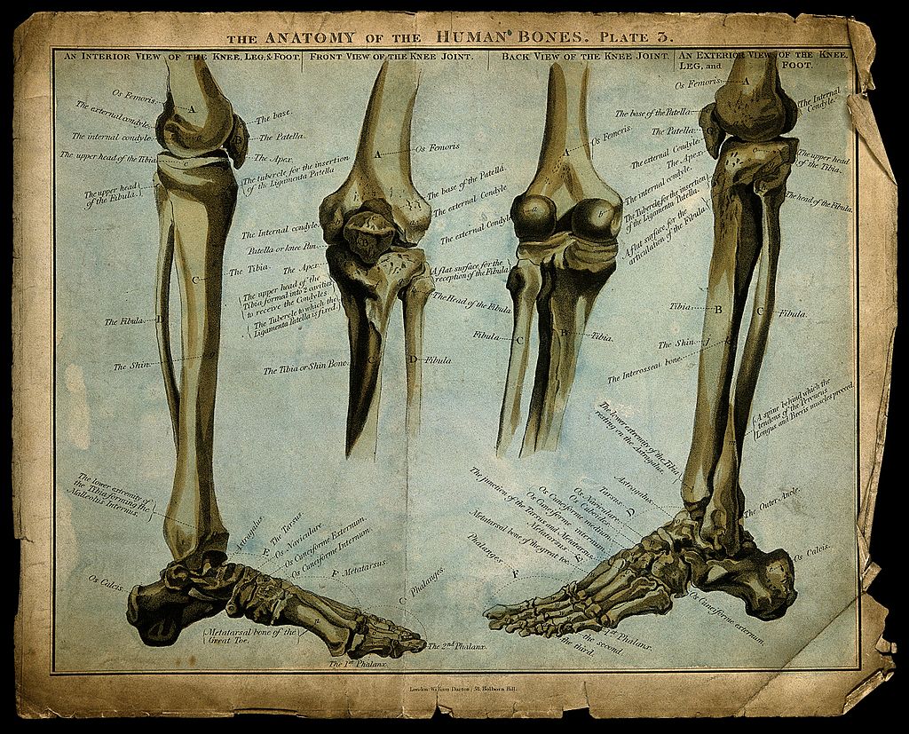 Functional & Applied Anatomy of MS System II