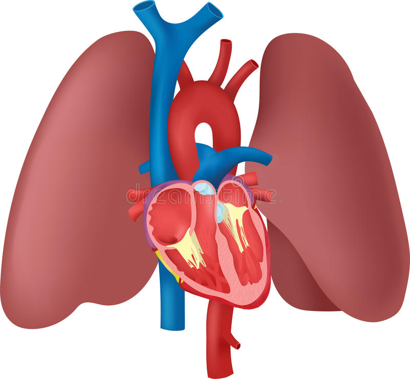 Applied Anatomy and Physiology of Cardiorespiratory System