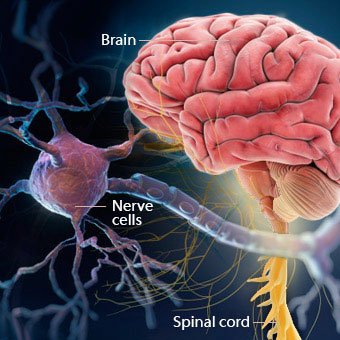 Applied Anatomy and Physiology in Neurology